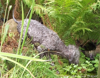 Alanna Teich 29072006-1 - Kopie.jpg